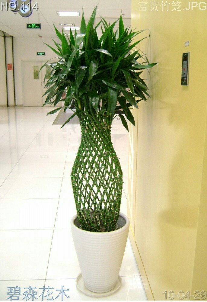 室內植物